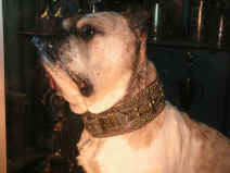 PICT1825_1200x900.jpg (182935 bytes)